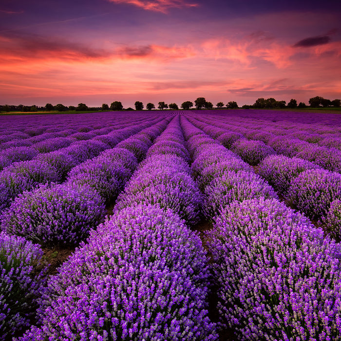 Wunderschöne Lavendel Provence, Glasbild Quadratisch