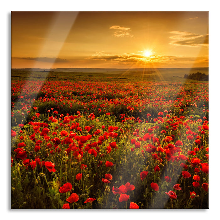 Mohnblütenfeld bei Sonnenuntergang, Glasbild Quadratisch