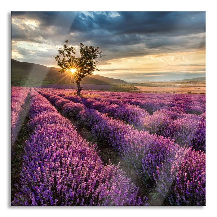 Lavendel Provence mit Baum, Glasbild Quadratisch