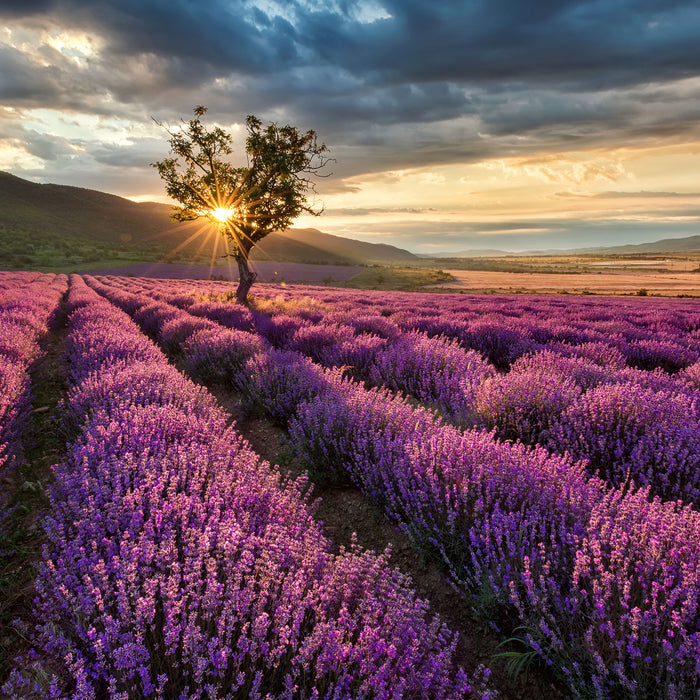 Lavendel Provence mit Baum, Glasbild Quadratisch