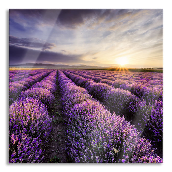 Traumhafte Lavendel Provence, Glasbild Quadratisch