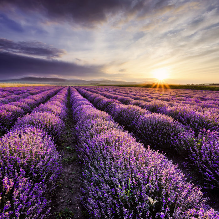 Traumhafte Lavendel Provence, Glasbild Quadratisch