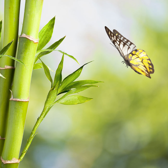 Bambus mit Schmetterling, Glasbild Quadratisch