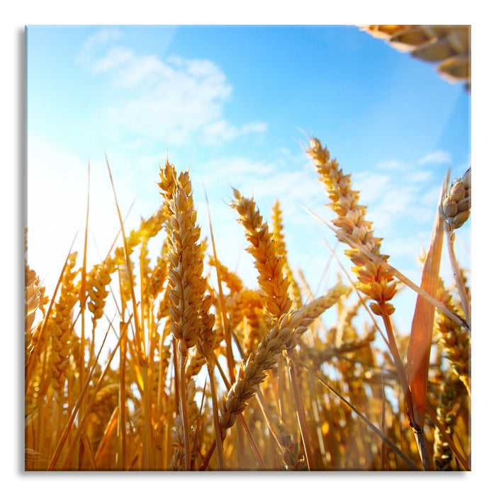 Getreide im Sonnenschein, Glasbild Quadratisch