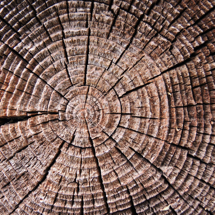 Baumstamm Jahresringe, Glasbild Quadratisch