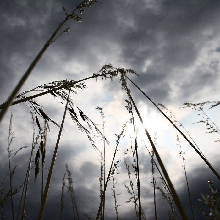 Düsteres Gras vorm Regen, Glasbild Quadratisch