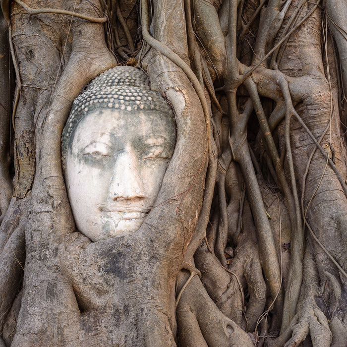 Buddha Kopf im Baum, Glasbild Quadratisch