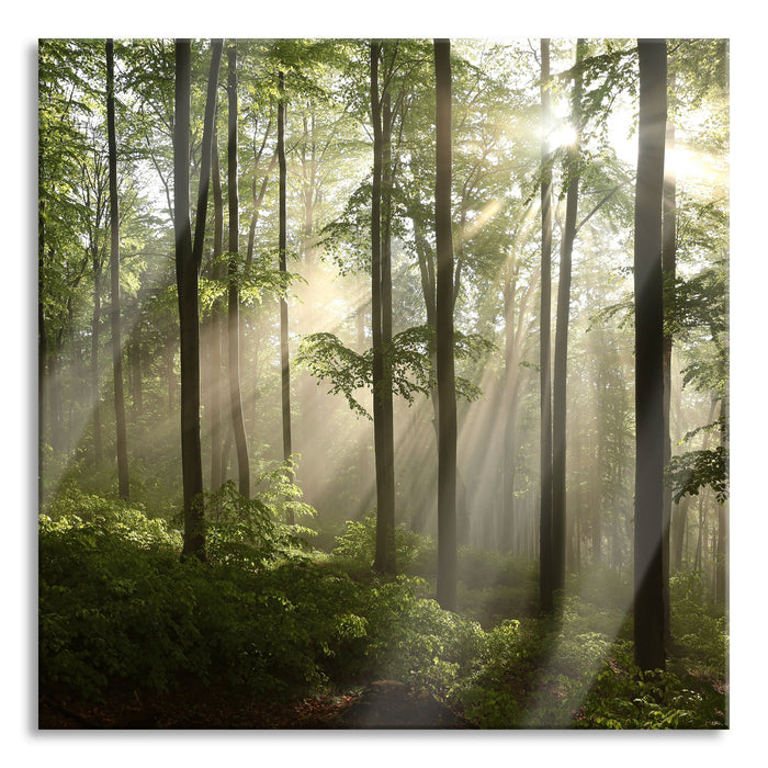 Sonnenstrahlen im Wald, Glasbild Quadratisch