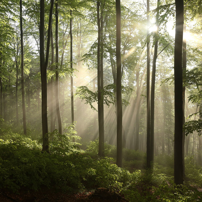 Sonnenstrahlen im Wald, Glasbild Quadratisch