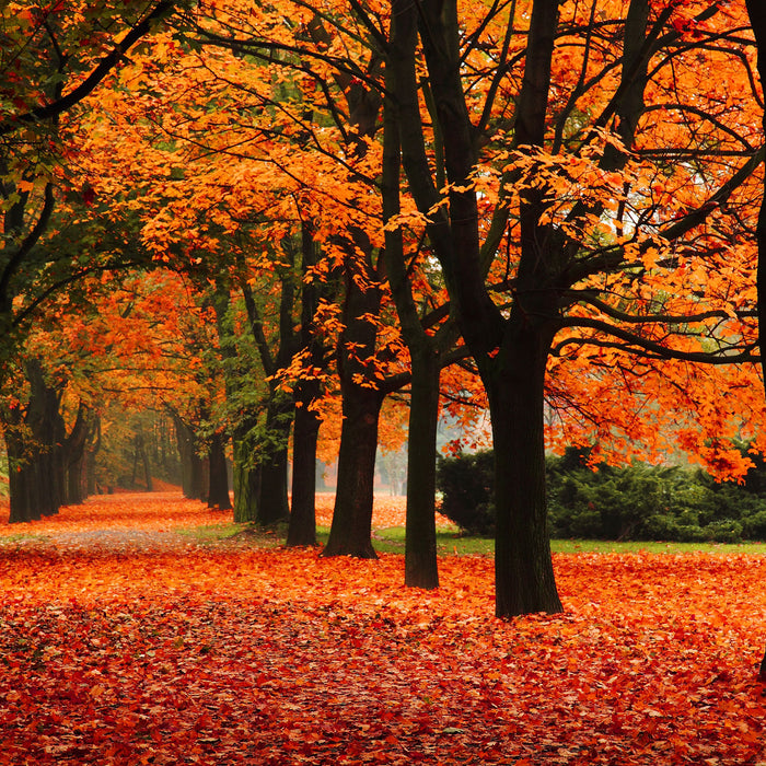 Baumallee im Herbst, Glasbild Quadratisch