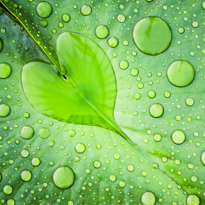 Herz aus Tautropfen Blatt, Glasbild Quadratisch