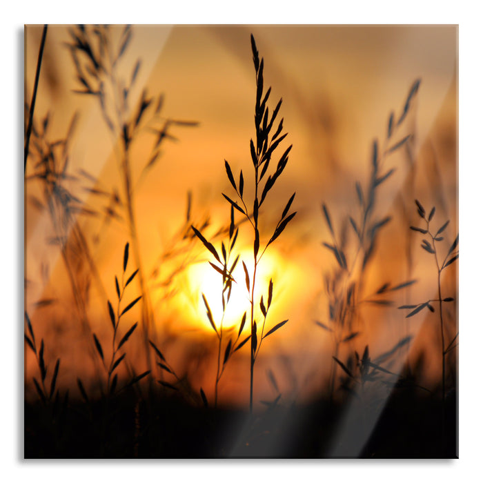 Gras bei Sonnenuntergang, Glasbild Quadratisch