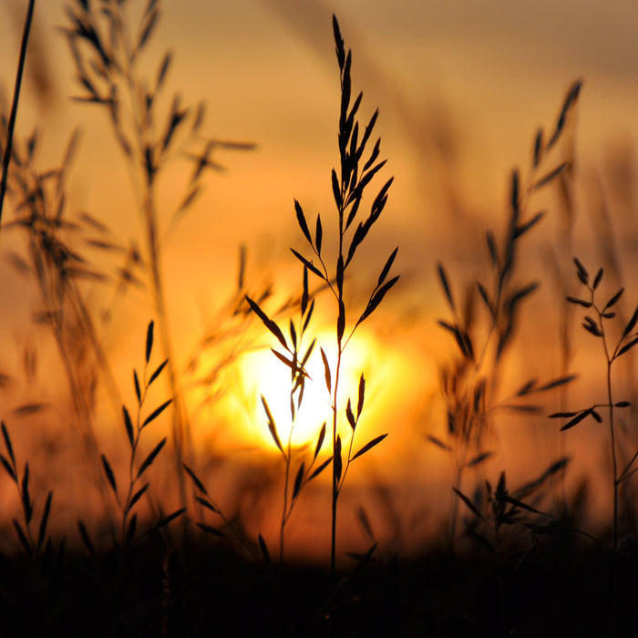 Gras bei Sonnenuntergang, Glasbild Quadratisch