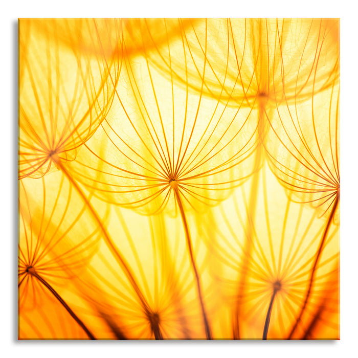 Pusteblumen oranges Licht, Glasbild Quadratisch