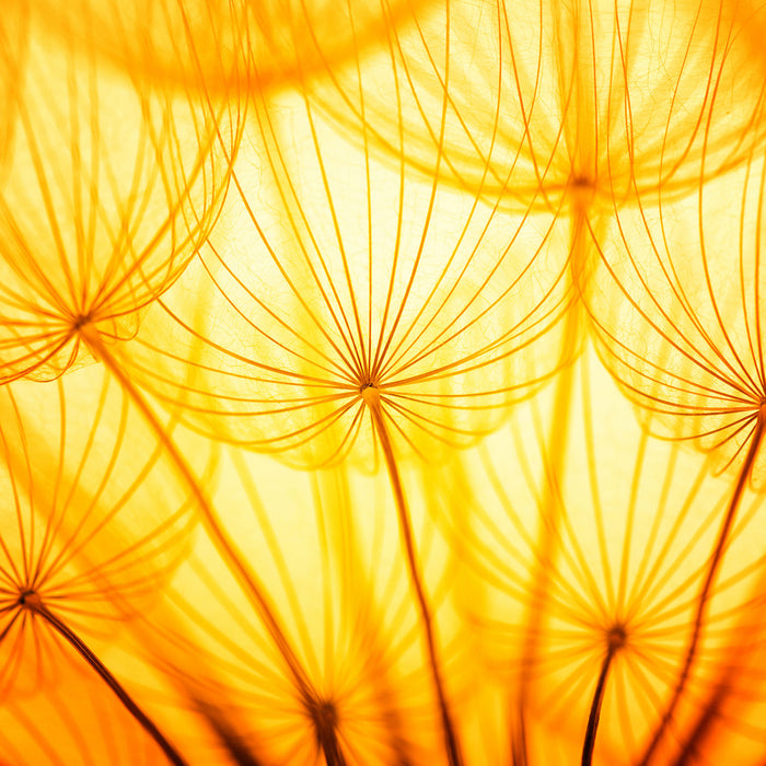 Pusteblumen oranges Licht, Glasbild Quadratisch