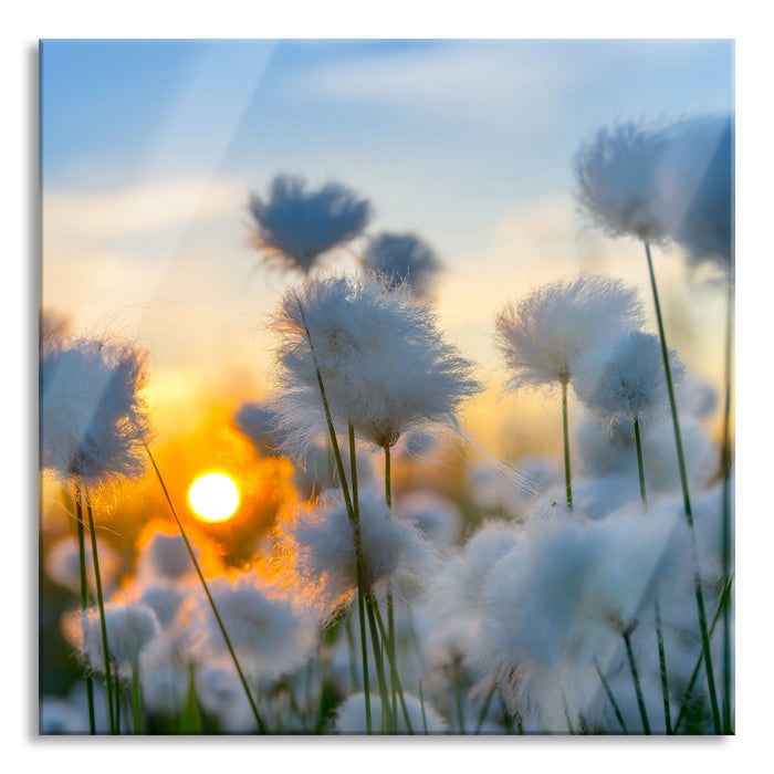 Baumwollblüten im Sonnenuntergang, Glasbild Quadratisch