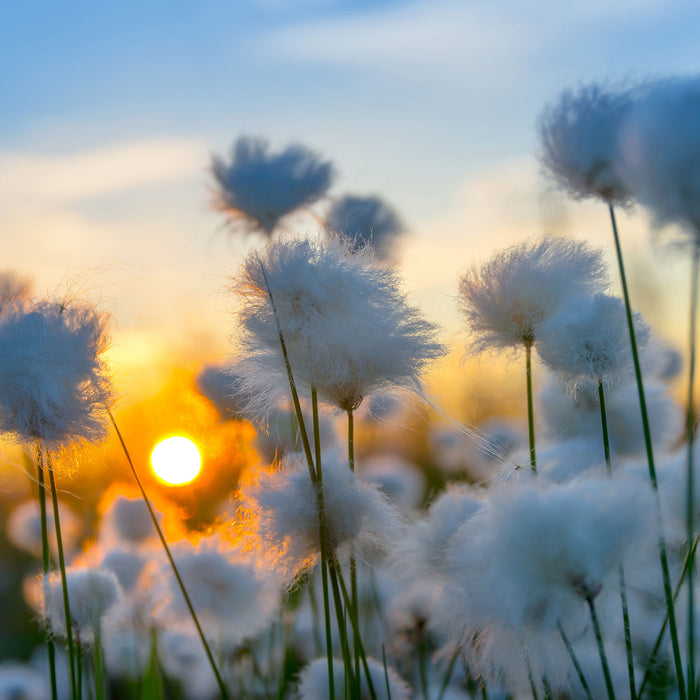 Baumwollblüten im Sonnenuntergang, Glasbild Quadratisch