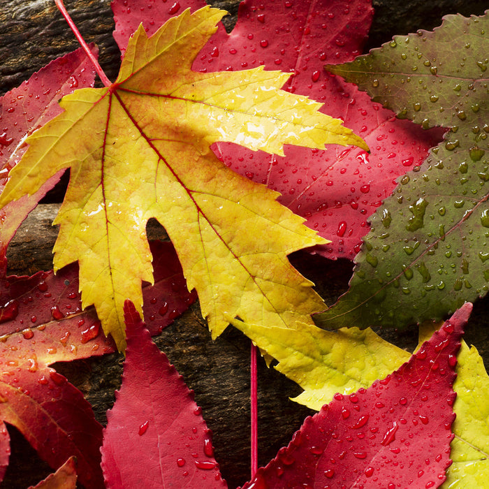 Bunte Herbstblätter, Glasbild Quadratisch