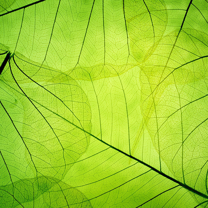 Wunderschöne Zarte grüne Blätter, Glasbild Quadratisch