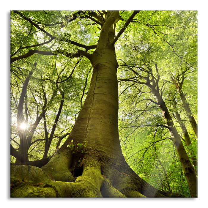 Riesiger Baum im Dschungel, Glasbild Quadratisch