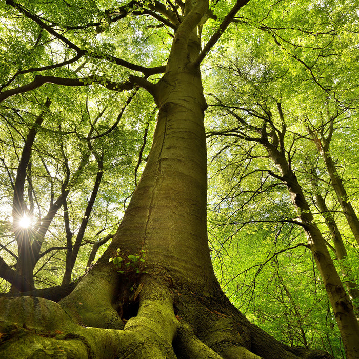 Riesiger Baum im Dschungel, Glasbild Quadratisch