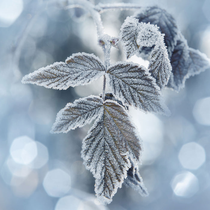 Blätter im Winter Morgenfrost, Glasbild Quadratisch