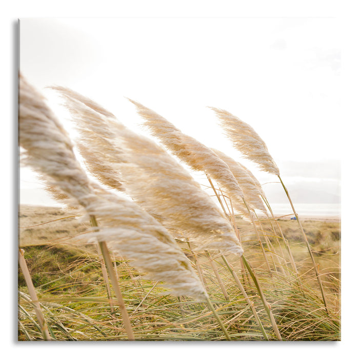 Pixxprint Schönes Schilf in den Dünen, Glasbild Quadratisch