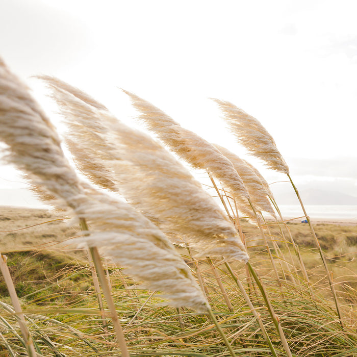 Schönes Schilf in den Dünen, Glasbild Quadratisch