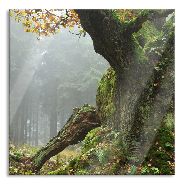 Pixxprint Dicker Baum im Wald im Moos, Glasbild Quadratisch