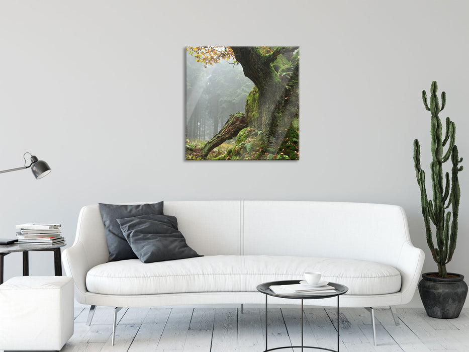 Dicker Baum im Wald im Moos, Glasbild Quadratisch