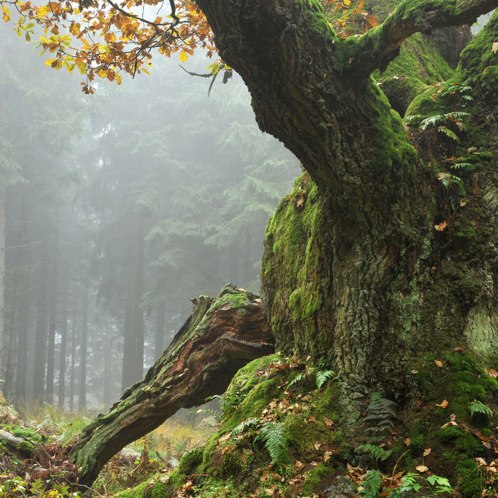 Dicker Baum im Wald im Moos, Glasbild Quadratisch