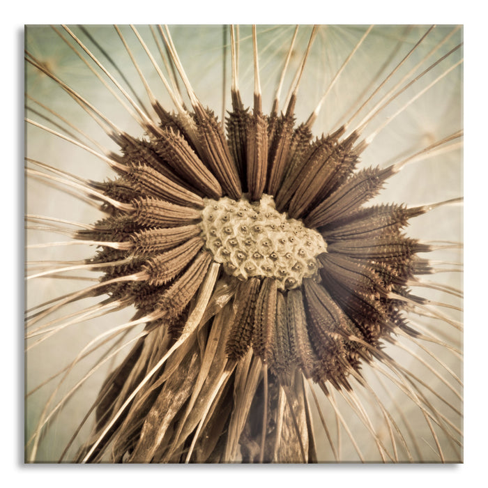 Vertrocknete Pusteblume, Glasbild Quadratisch