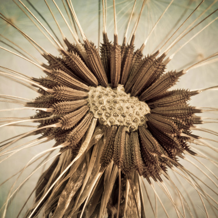 Vertrocknete Pusteblume, Glasbild Quadratisch