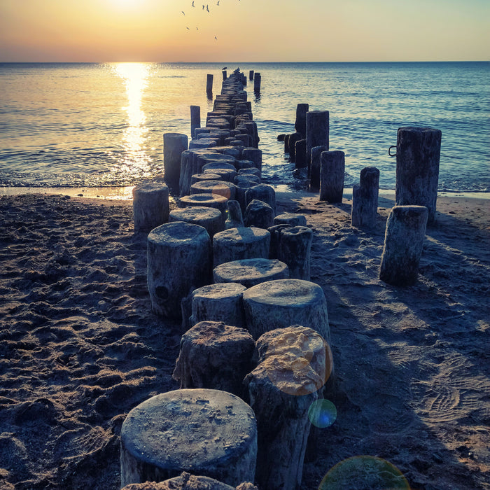 Baumstümpfe am Meer, Glasbild Quadratisch