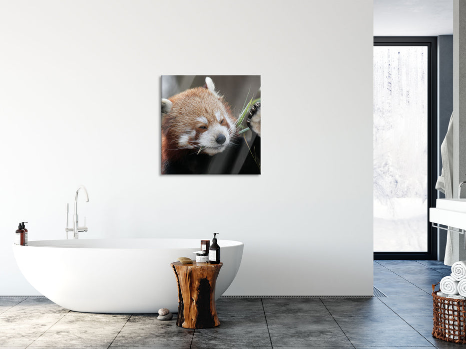 Kleiner Panda sagt Hallo, Glasbild Quadratisch