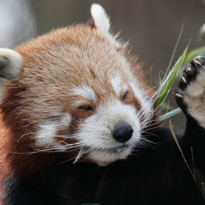 Kleiner Panda sagt Hallo, Glasbild Quadratisch