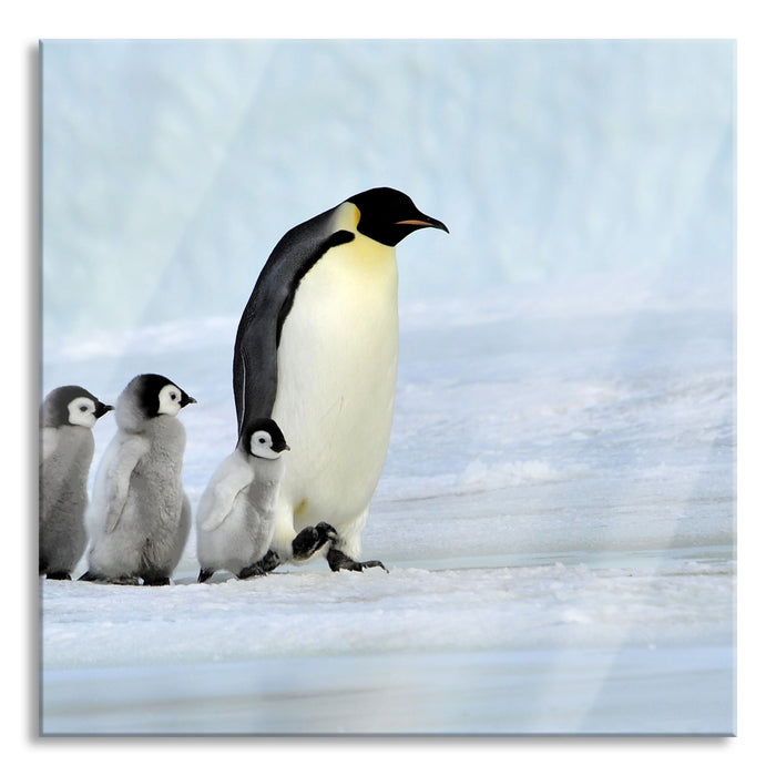 Kaiserpinguine im Schnee, Glasbild Quadratisch