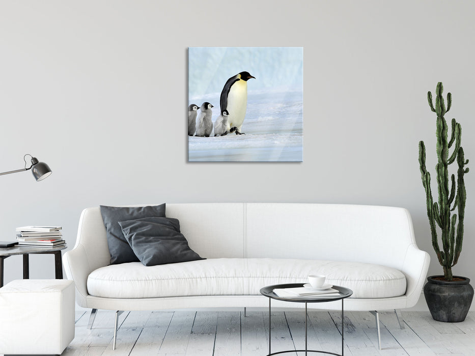 Kaiserpinguine im Schnee, Glasbild Quadratisch