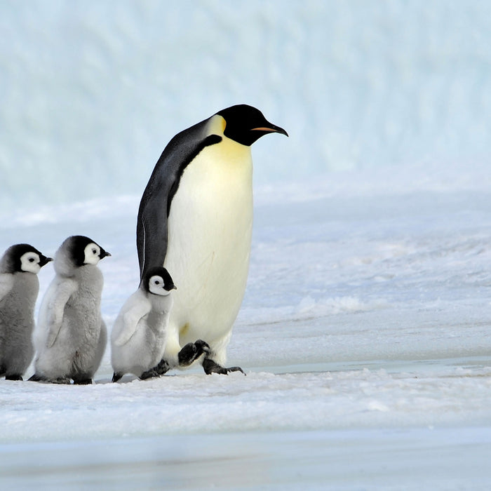 Kaiserpinguine im Schnee, Glasbild Quadratisch