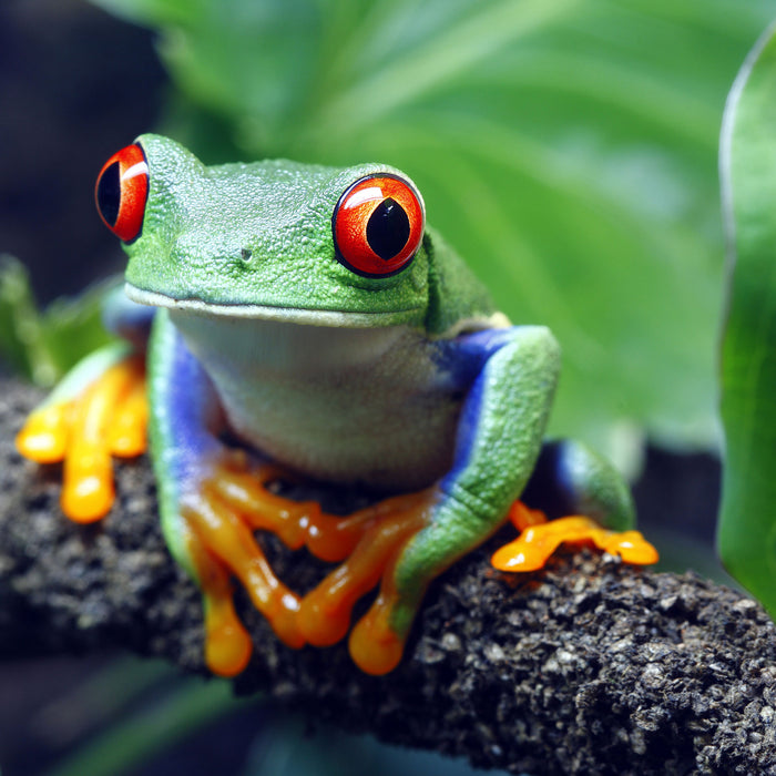 Rotaugenlaubfrosch auf Ast, Glasbild Quadratisch