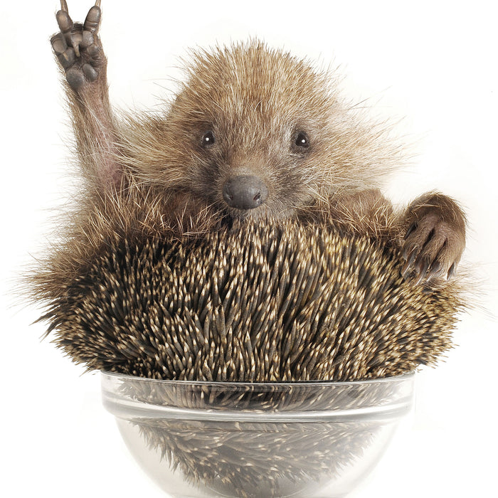 Igel in einer Schüssel Peace, Glasbild Quadratisch