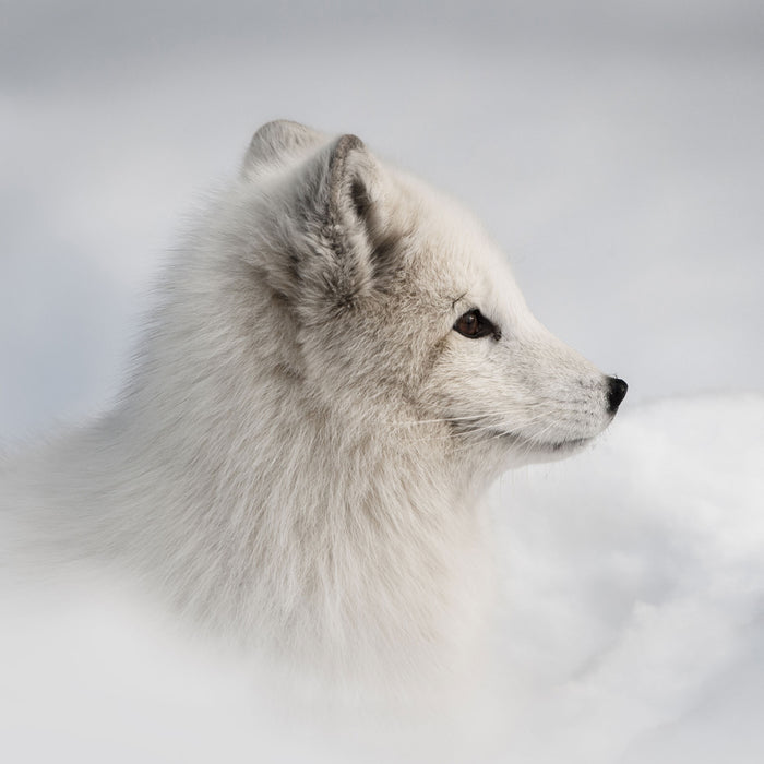 Anmutiger Polarfuchs im Schnee, Glasbild Quadratisch