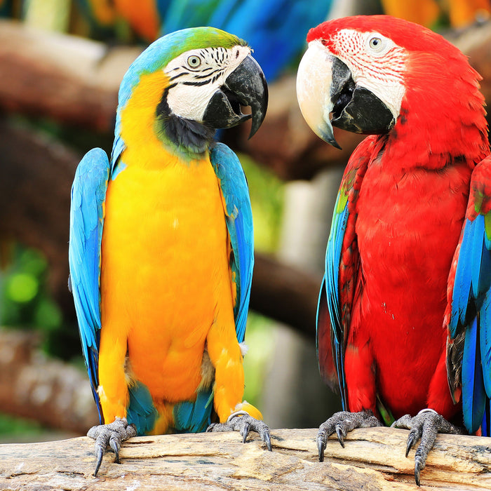 Zwei Papageien auf einem Ast, Glasbild Quadratisch