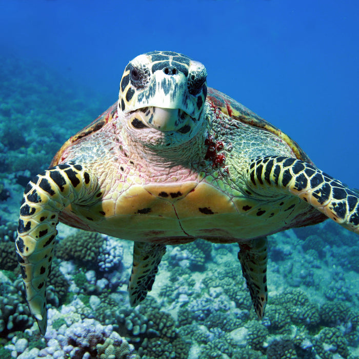 Schildkröte Korallenriff, Glasbild Quadratisch