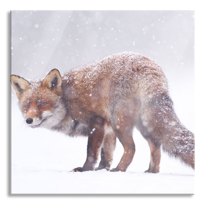 Roter Fuchs im Schneegestöber, Glasbild Quadratisch