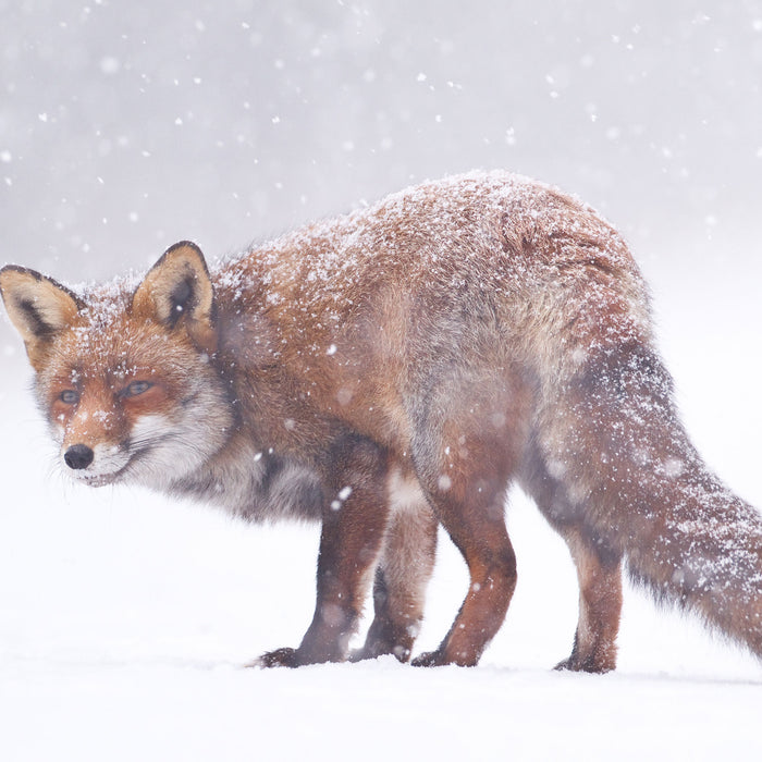 Roter Fuchs im Schneegestöber, Glasbild Quadratisch