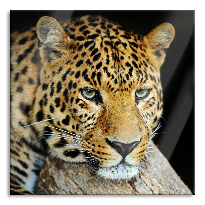 Pixxprint Ruhiger Leopard, Glasbild Quadratisch