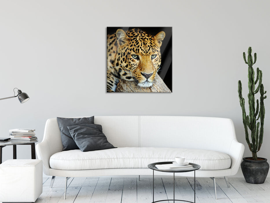 Ruhiger Leopard, Glasbild Quadratisch