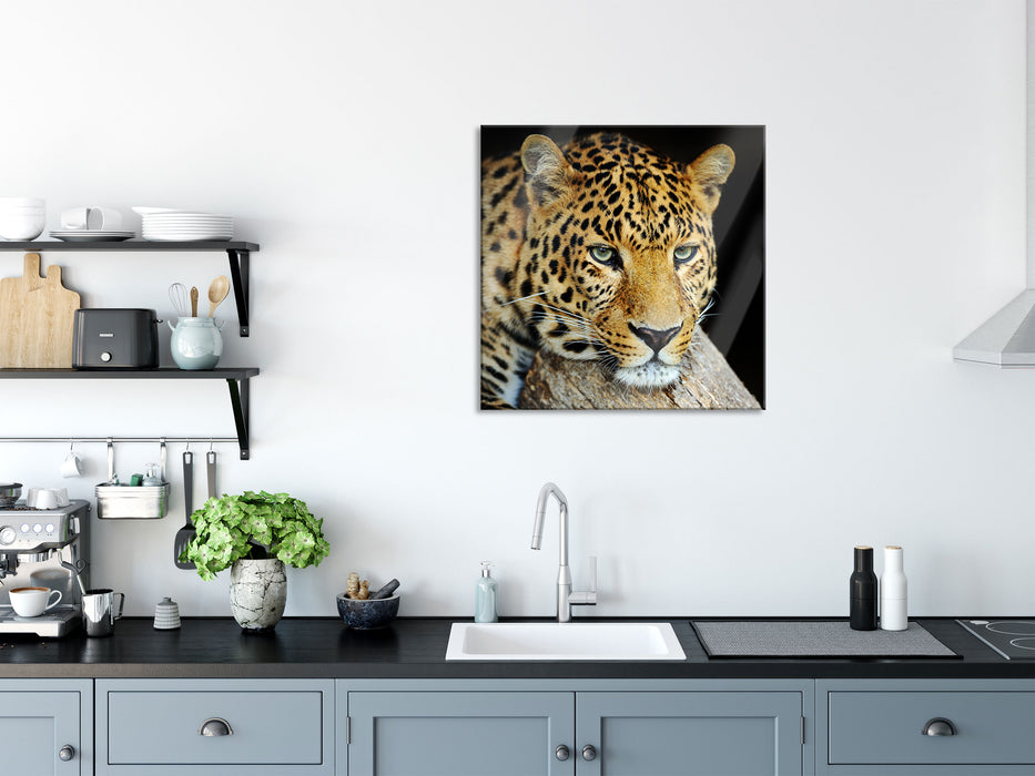 Ruhiger Leopard, Glasbild Quadratisch