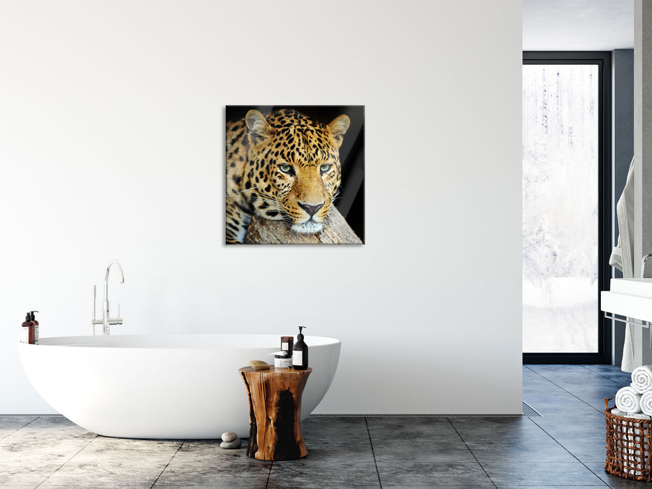 Ruhiger Leopard, Glasbild Quadratisch